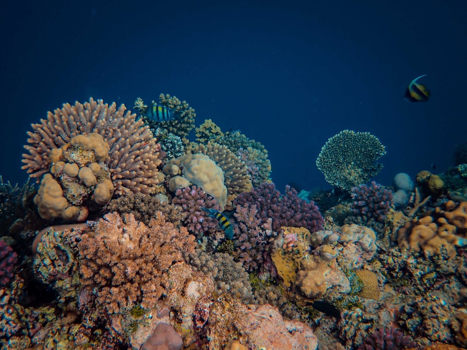 Arrecife de coral con peces tropicales
