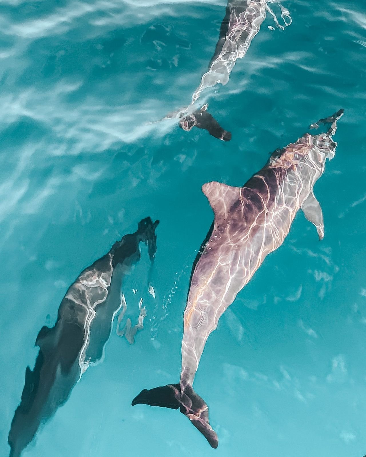 Delfines nadando cerca de la superficie
