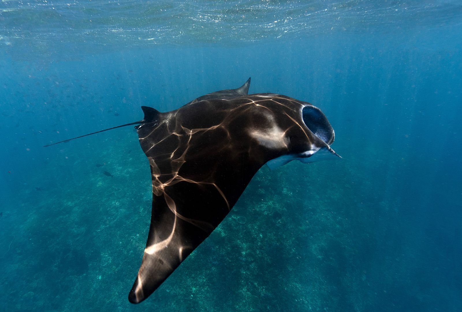 Mantarraya gigante nadando en mar abierto