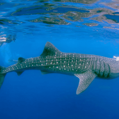 Tiburón ballena nadando cerca de la superficie (loop)