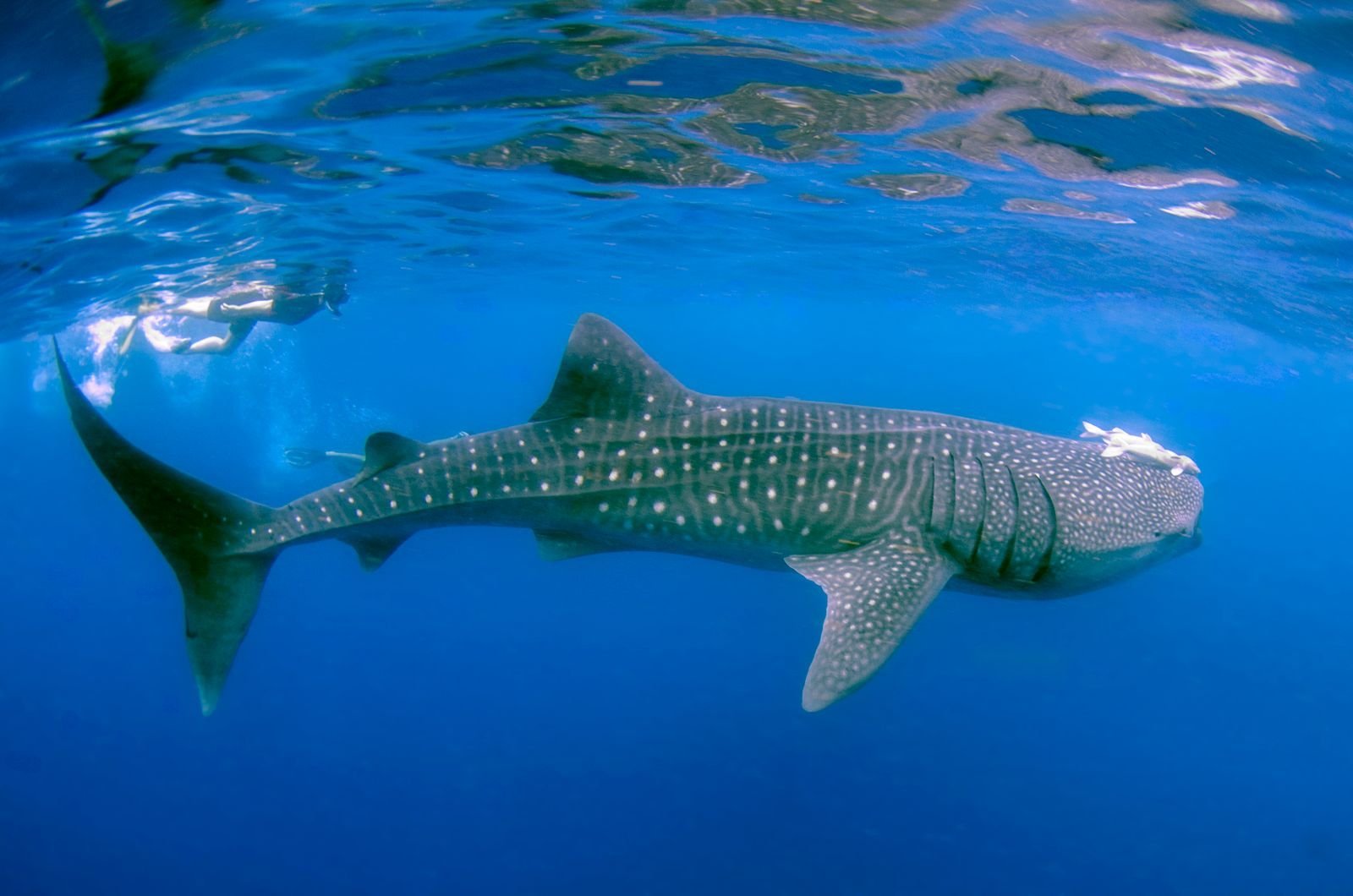 Tiburón ballena nadando cerca de la superficie