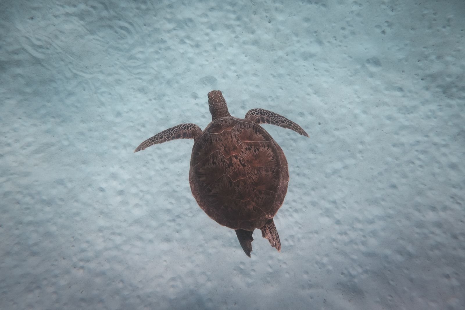 Tortuga marina nadando sobre el fondo arenoso